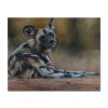 Bethold-Moyo-007 Wild Dog Solitary
